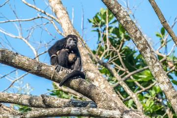 mother monkey takes care for her young baby