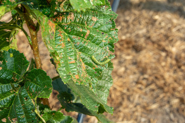 Diseases and pests of nuts and leaves of hazelnut bushes close-up. The concept of chemical garden protection. © Сергей Кучугурный