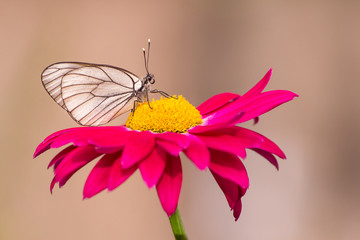 Close-up photo of one white butterfly on a red flower in a summer day outside. Toned colors, soft focus and copy space.