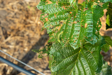 Diseases and pests of nuts and leaves of hazelnut bushes close-up. The concept of chemical garden protection. © Сергей Кучугурный