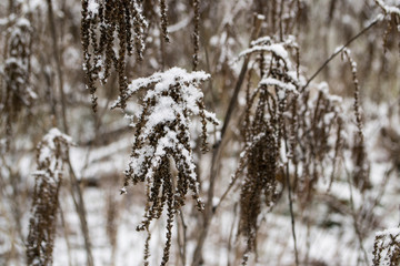 Fototapeta premium Pfanze im Schnee