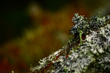 Lichen
