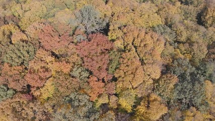 Dramatic view of a dense deciduous forest in Ukraine in full Autumn colors