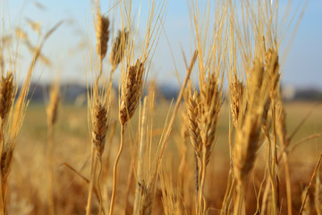 Gold wheat field and blue sky