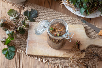 Preparation of Herb Bennet tincture from fresh roots