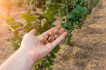Naklejka na ściany i meble hazelnuts lie in the hand of a man close up against the background of a nut garden. Harvest concept
