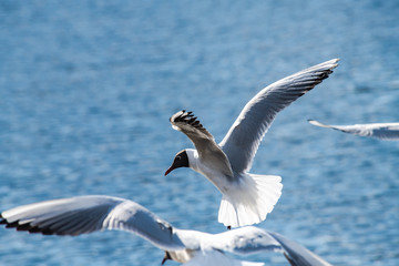 Seagull fly water spring nature lake birds