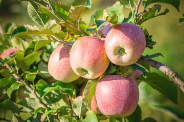 Apples hanging from a tree branch in an apple orchard