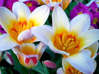 Fototapeta na wymiar Tulip flowers