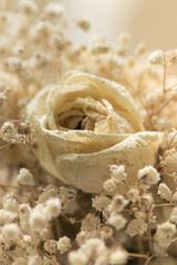 White rose flower wedding background.