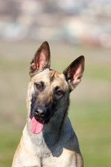Naklejka premium Spring portrait dog, Belgian Shepherd Malinois dog in the nature