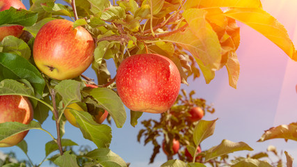 branch with red apples close-up on a background of apple orchard and blue sky. The concept of growing an industrial apple orchard