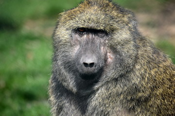 Baboon Monkey Papio Anubis Head Closeup Portrait
