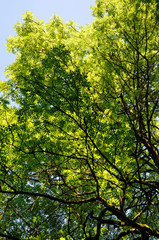 baum