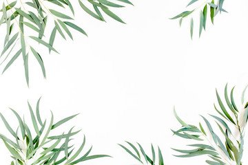 Obraz premium frame of green branches, eucalyptus leaves nicoli on a white background. flat layout, top view