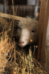Beautiful and cute sheep inside the farm eat hay.