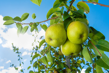 Pear fruit. Close up of a tree with a crop against a blue sky and green garden. Industrial Gardening