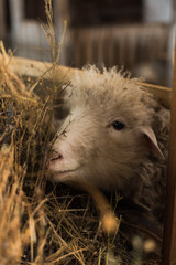 Naklejka na ściany i meble Beautiful and cute sheep inside the farm eat hay.