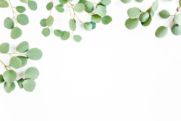 frame of green branches, eucalyptus leaves on a white background. flat layout, top view