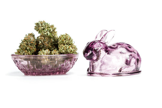 Easter cannabis bunny