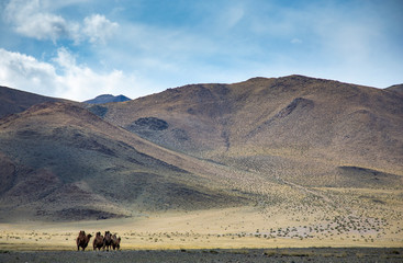 camels in a landscape of Western Mongolia 