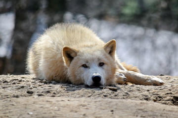 Obraz premium White Arctic Wolf Lying on Rock Canis Lupus Arctos