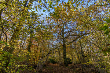 A footpath through a forest. There are trees all around, illuminated with dappled sunlight.