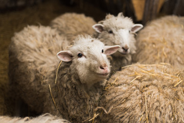Naklejka na ściany i meble Beautiful and cute sheep inside the farm eat hay.