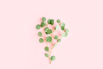 green branch eucalyptus populus on pink background. flat lay, top view © K.Decor