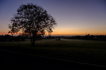 Fototapeta na wymiar tree at dawn