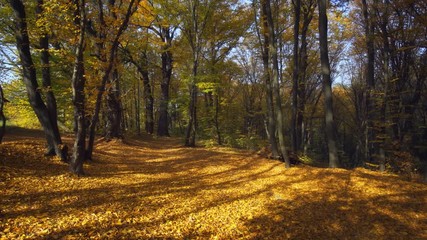 Golden Autumn Leaves in Rural Ukraine