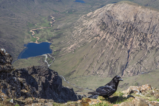 United Kingdom, Scotland, Isle of Skye, Bla Bheinn to Glen Sligachan, raven in the foreground