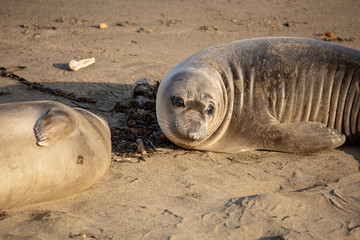 Young elephant seals recline on the beach along California's central coast