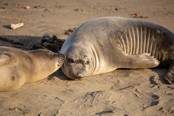 Young elephant seals recline on the beach along California's central coast