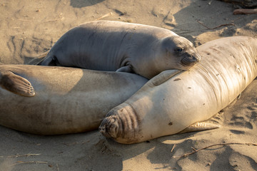 Young elephant seals recline on the beach along California's central coast
