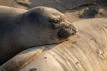 Young elephant seals recline on the beach along California's central coast