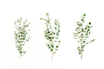green leaves eucalyptus on white background. flat lay, top view