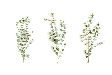 Obraz premium green leaves eucalyptus on white background. flat lay, top view
