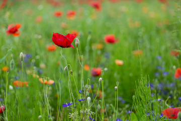 Poppy fields, Castelvecchio Pascoli, Barga, Italy