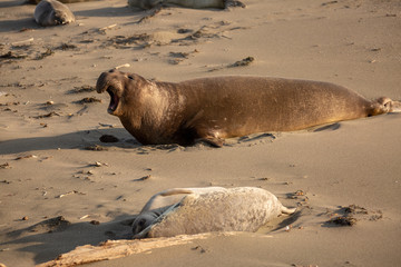 Adult male elephant seal on the beach along California's central coast