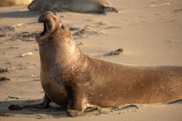 Naklejka premium Adult male elephant seal on the beach along California's central coast