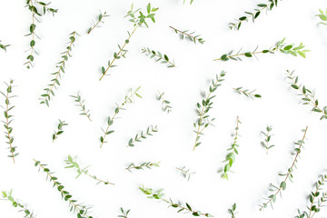 Obraz premium Texture, pattern made of branch eucalyptus on white background. Flat lay, top view.