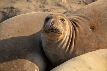 Young elephant seals recline on the beach along California's central coast