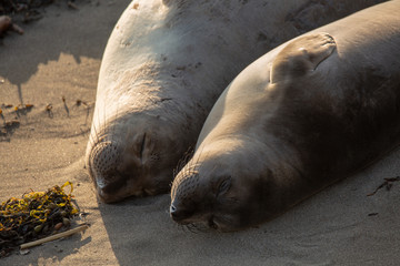 Young elephant seals recline on the beach along California's central coast