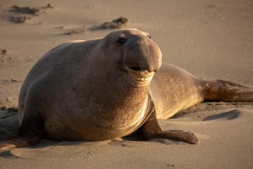 Obraz premium Adult male elephant seal on the beach along California's central coast
