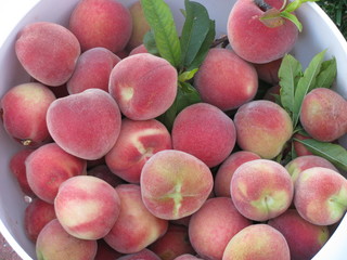 Basket of Peaches