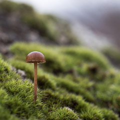Champignon sur mousse 03