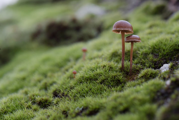 Champignon sur mousse 01