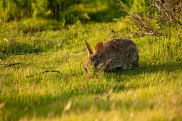 Wild rabbit at sunset along California's central coast