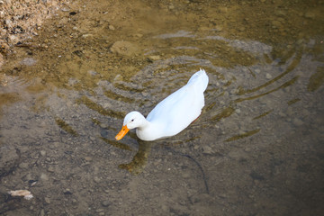 White duck